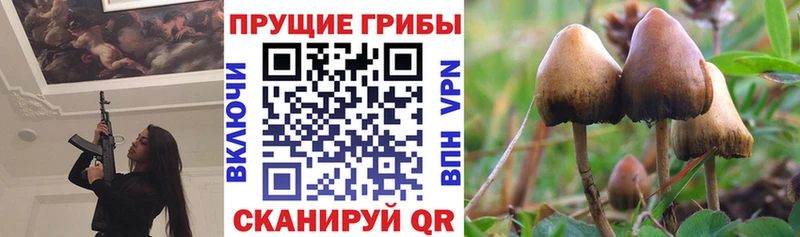 Псилоцибиновые грибы Psilocybine cubensis  мега ссылки  Суджа 
